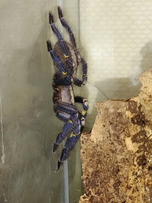 poecilotheria metallica weibchen mit terrar