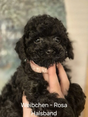 Toypudel welpen Bild 5