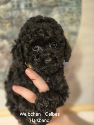 Toypudel welpen Bild 2