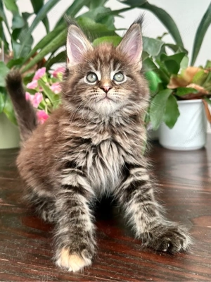 Maine-Coon Mädchen Wabi sucht liebevolles Zuhause