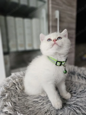 BKH Kitten Kätzchen Britisch Kurzhaar Katzenbaby Katze Kater