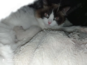 Ragdoll mit Stammbaum 