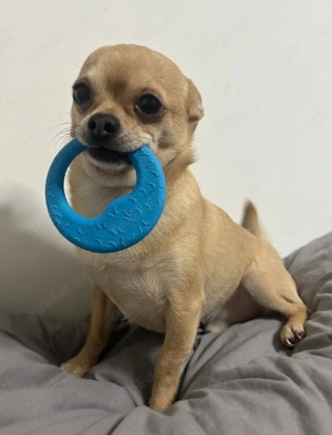 Chihuahua Rüden 