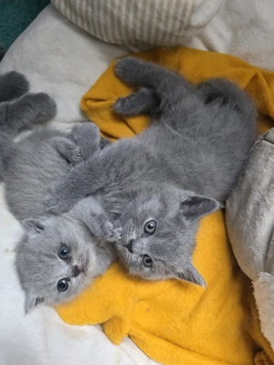 wunderschöner bkh kater noch frei