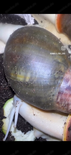 Wunderschöne Rhodostoma Benin Achatschnecken 