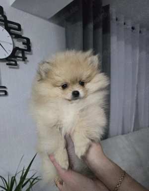 Zwergspitz (Pomeranian) Mädchen ABGABEBEREIT sehr klein und süß
