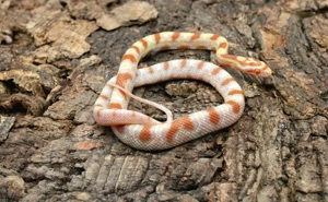 Kornnattern ENZ 2025 Bild 5