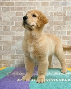 Golden Retriever Welpen 