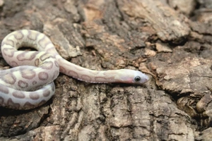 Kornnattern ENZ 2025