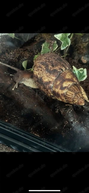 Wunderschöne Lissachatina Reticulata Achatschnecken 