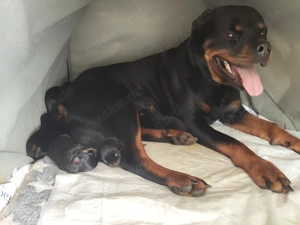 Rottweiler Welpenhunde 