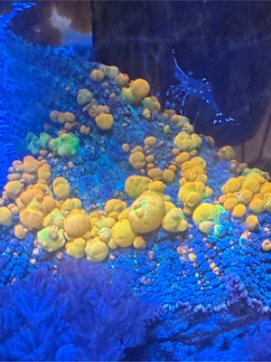 OG Bounce xxl Rohdactis Scheibenanemone 