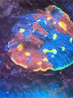 Chalice  Flaming Bugatti 