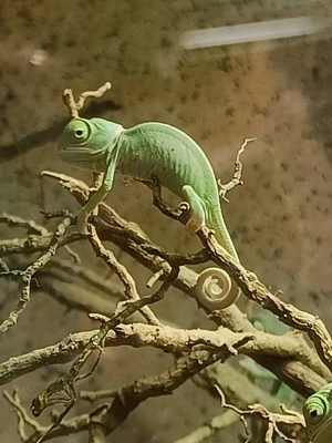 Jemenchamäleon aus Nachzucht 2026