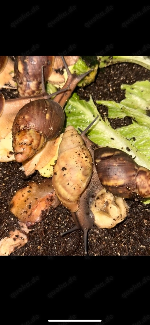 Wunderschöne Archachatina Papyracea Achatschnecken 