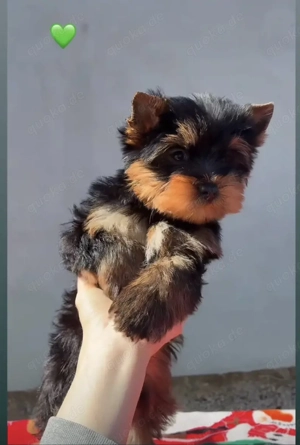 Eine suße York 4 Monate 