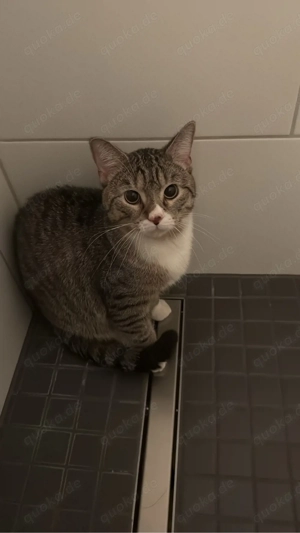 EKH Kater (1 Jahr)   kastriert & geimpft   mit viel Zubehör   250 