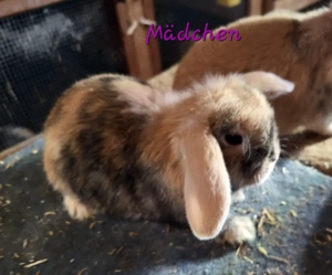 Süße Zwergwidder Zwergkaninchen  Mädchen und Bübchen 
