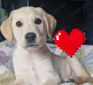 Wir suchen für unsere Welpen noch ein liebevolles zuhause 