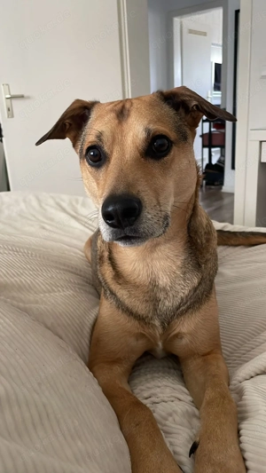 Kuba - Zuhause gesucht Bild 4