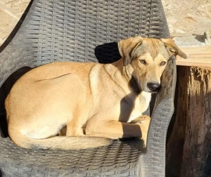 NORA - ist bereit für Abenteuer (wartet in Rumänien)