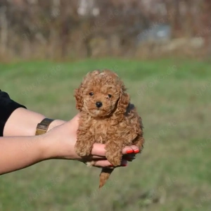 Maltipoo Welpen