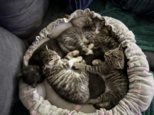 Hauskätzchen suchen ein liebesvolles Zuhause 