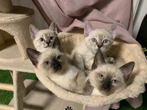 Siam Kitten (Seal & Lynx Point)   verspielt & sozialisiert   ab April