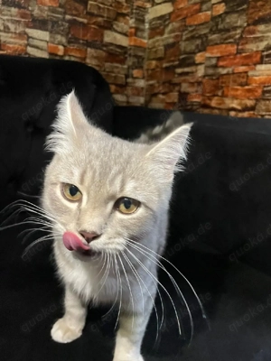 Britisch Kurzhaar Kater  Silver Tabby (3,5 Monaten)
