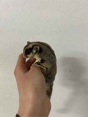 Sugar Glider   Flughörnchen 