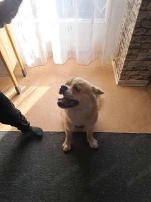 samira liebevolle Familie gesucht 