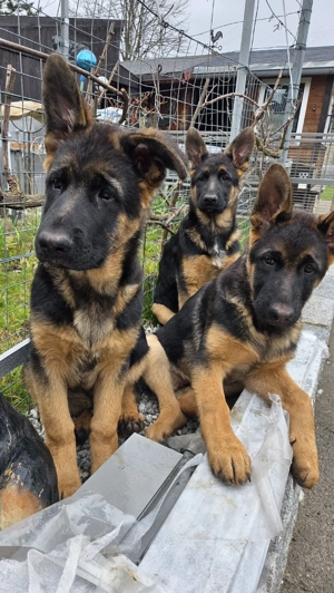 Deutsche Schäferhund Welpen 