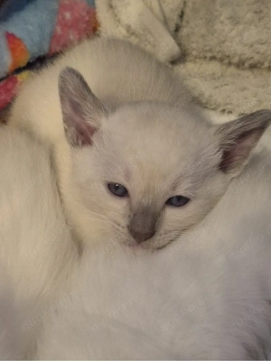 Reinrassige Siam Kitten