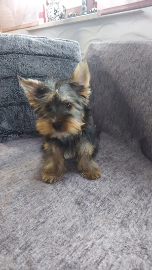Yorkshire terrier Rüde