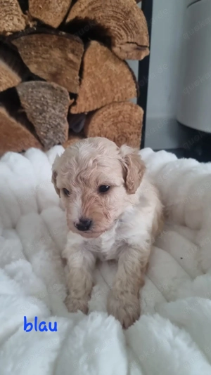 5 Süße Maltipoo Rüden 