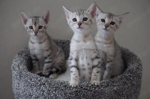 Savannah-Kätzchen zur Adoption