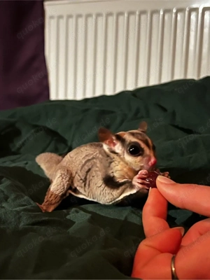 Sugar Glider   Flughörnchen abzugeben