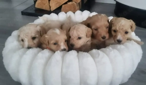 5 Süße Maltipoo Rüden 