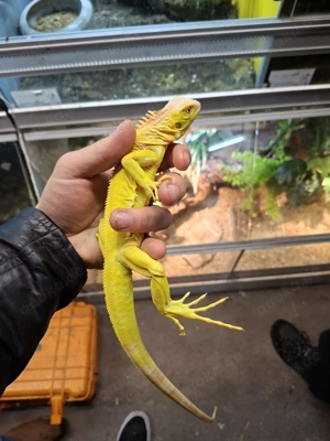 grüner Leguan albino  Iguana Iguana