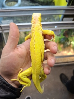 grüner Leguan albino  Iguana Iguana Bild 2
