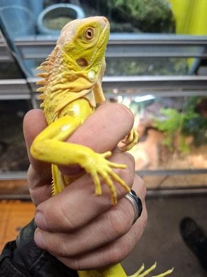 grüner Leguan albino  Iguana Iguana Bild 3