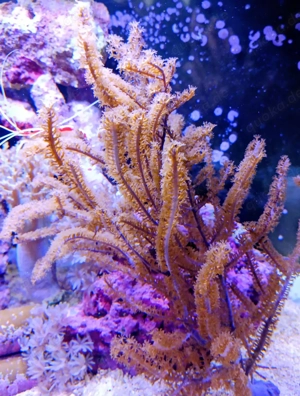 Korallenableger -  Hornkoralle Pseudopterogorgia americana 