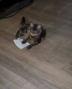 Maine Coon Weibchen  Bild 4