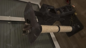 Maine Coon Weibchen  Bild 2