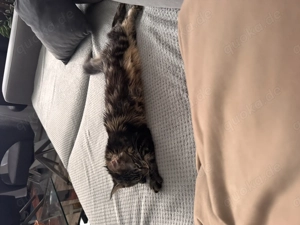 Maine Coon Weibchen  Bild 3