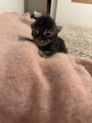 Maine Coon Weibchen  Bild 5