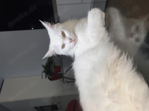 Maine Coon Weibchen  Bild 7