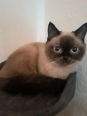 Zwei junge Mischlingskätzchen, 9 Monate alt, zu verkaufen