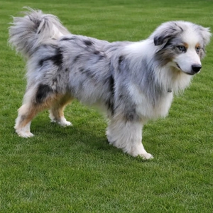 Australien Shepherd Deckrüde Blue Merle mit Red - Faktor  er ist nicht zu Verkaufen  Bild 2