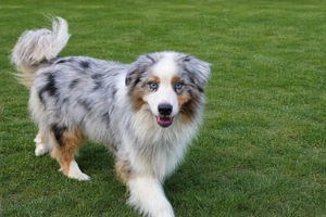Australien Shepherd Deckrüde Blue Merle mit Red - Faktor  er ist nicht zu Verkaufen  Bild 3